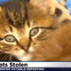 Illustration for article titled The Most Beautiful Modern Art: News Chyrons Featuring Cats
